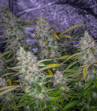 Tutankhamon fem (Pyramid Seeds) семена конопли Tutankhamon fem (Pyramid Seeds) семена конопли — изображение 3