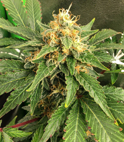 Tutankhamon fem (Pyramid Seeds) семена конопли Tutankhamon fem (Pyramid Seeds) семена конопли — изображение 7