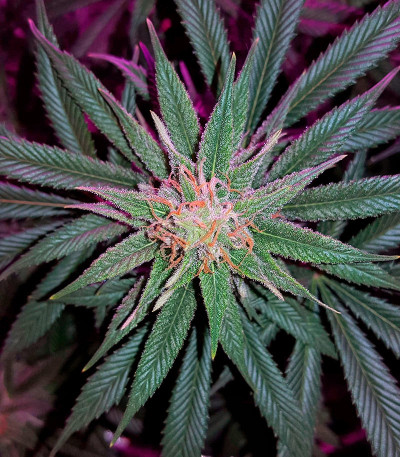 Tutankhamon fem (Pyramid Seeds) семена конопли Tutankhamon fem (Pyramid Seeds) семена конопли — изображение 4