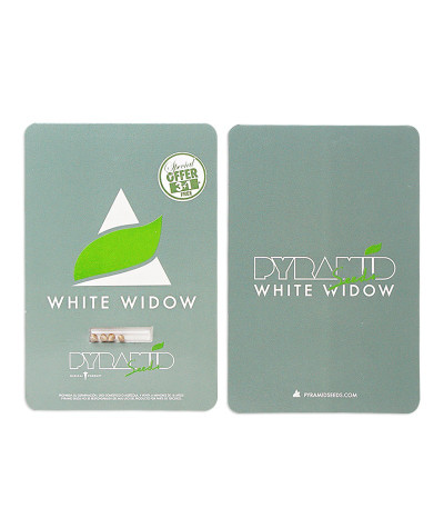 White Widow fem (Pyramid Seeds) White Widow fem (Pyramid Seeds) — изображение 2
