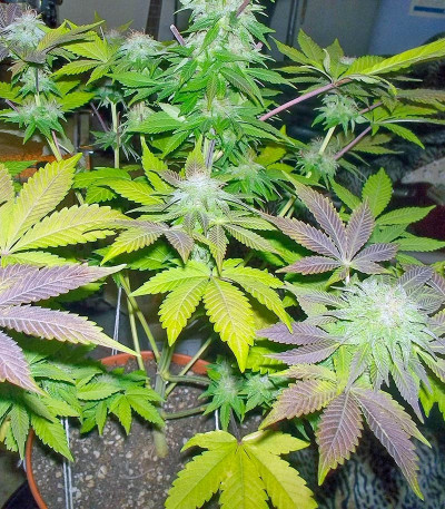 White Widow fem (Pyramid Seeds) White Widow fem (Pyramid Seeds) — изображение 3