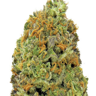 Сорт Wipeout Express Auto fem (Heavyweight Seeds) Сорт Wipeout Express Auto fem (Heavyweight Seeds)