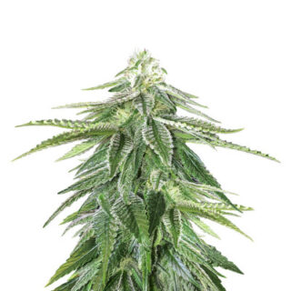 Семена сорта Zkittzy Gorilla fem (Original Sensible Seeds) Семена сорта Zkittzy Gorilla fem (Original Sensible Seeds)
