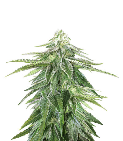 Семена сорта Zkittzy Gorilla fem (Original Sensible Seeds) Семена сорта Zkittzy Gorilla fem (Original Sensible Seeds)