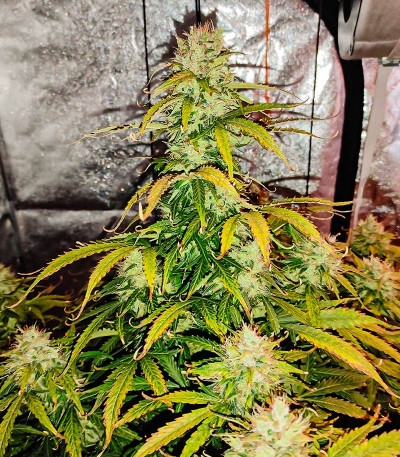 Сорт Acid Rain Autoflower (LSD) fem (Easy Grow Seeds) Сорт Acid Rain Autoflower (LSD) fem (Easy Grow Seeds) — изображение 4