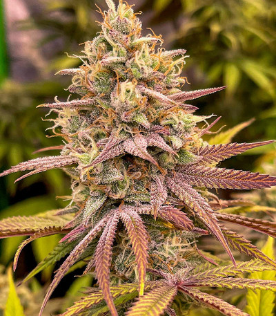 Сорт Blueberry Muffin fem (Humboldt Seed Company) Сорт Blueberry Muffin fem (Humboldt Seed Company) — изображение 4