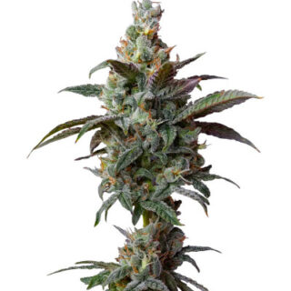 Сорт Blueberry Muffin fem (Humboldt Seed Company) Сорт Blueberry Muffin fem (Humboldt Seed Company)