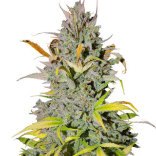 Сорт Crystal WW Autoflower fem (Easy Grow Seeds) Сорт Crystal WW Autoflower fem (Easy Grow Seeds)