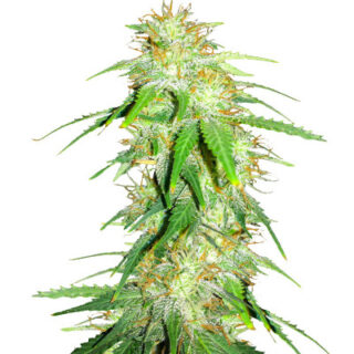 Сорт Gelato Glue Autoflower fem (Easy Grow Seeds)