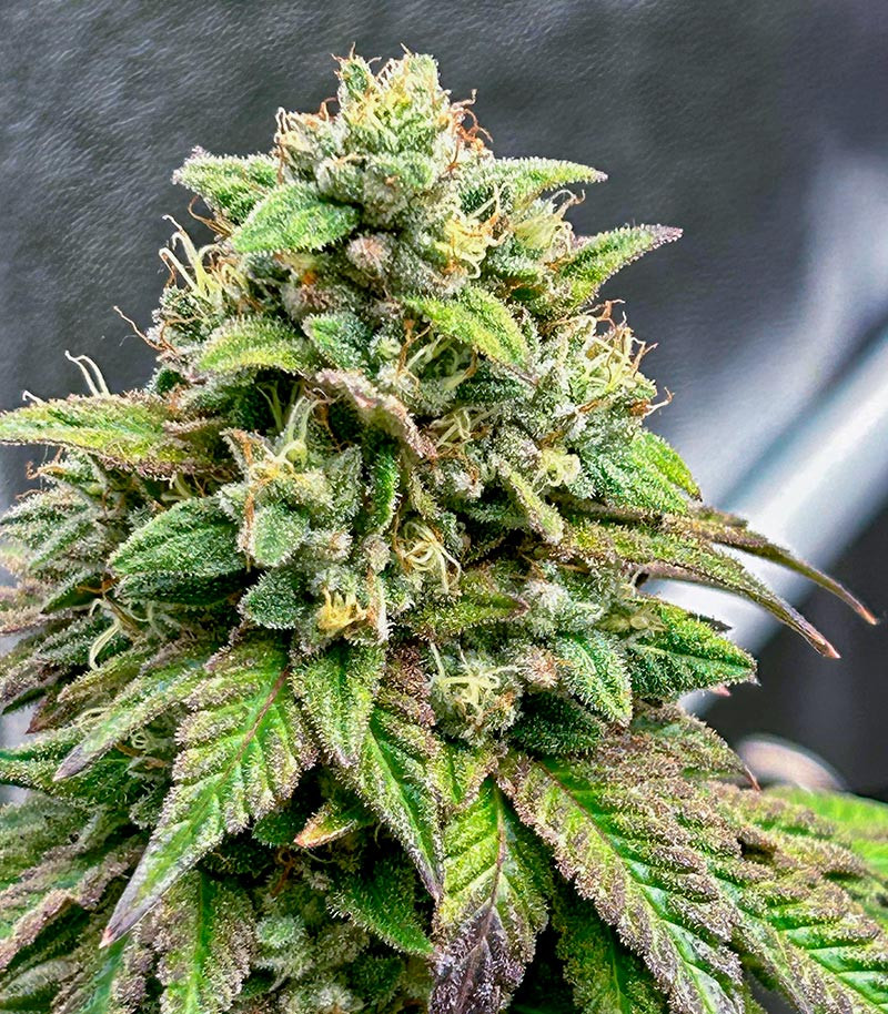 Сорт Marshmallow OG fem (Compound Genetics) Сорт Marshmallow OG fem (Compound Genetics) — изображение 3