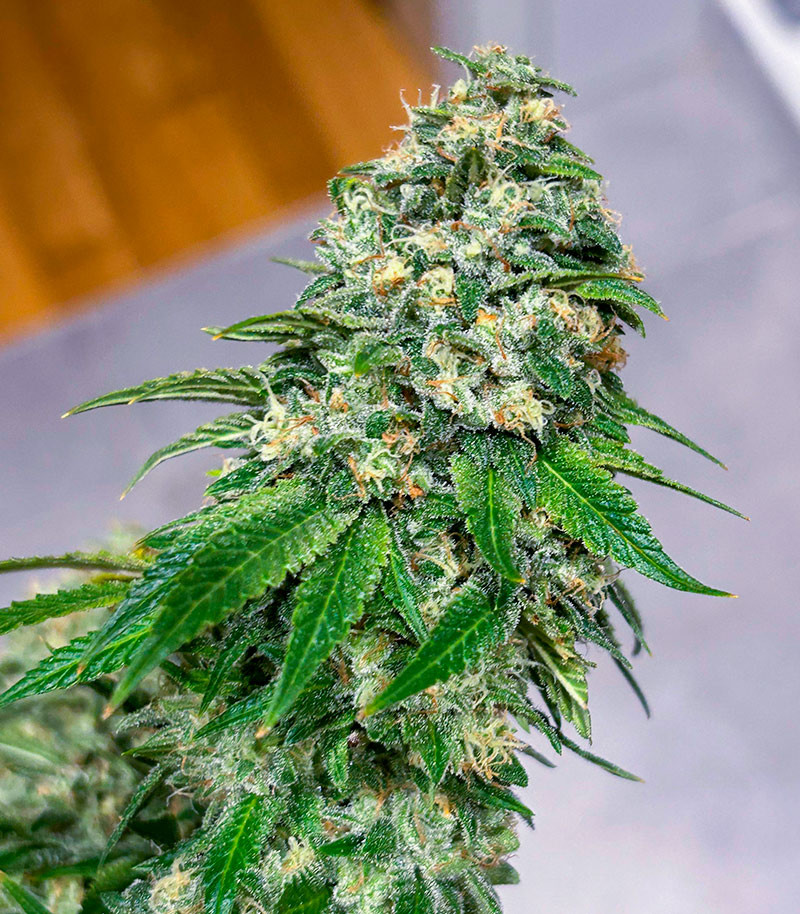 Сорт Marshmallow OG fem (Compound Genetics) Сорт Marshmallow OG fem (Compound Genetics) — изображение 4