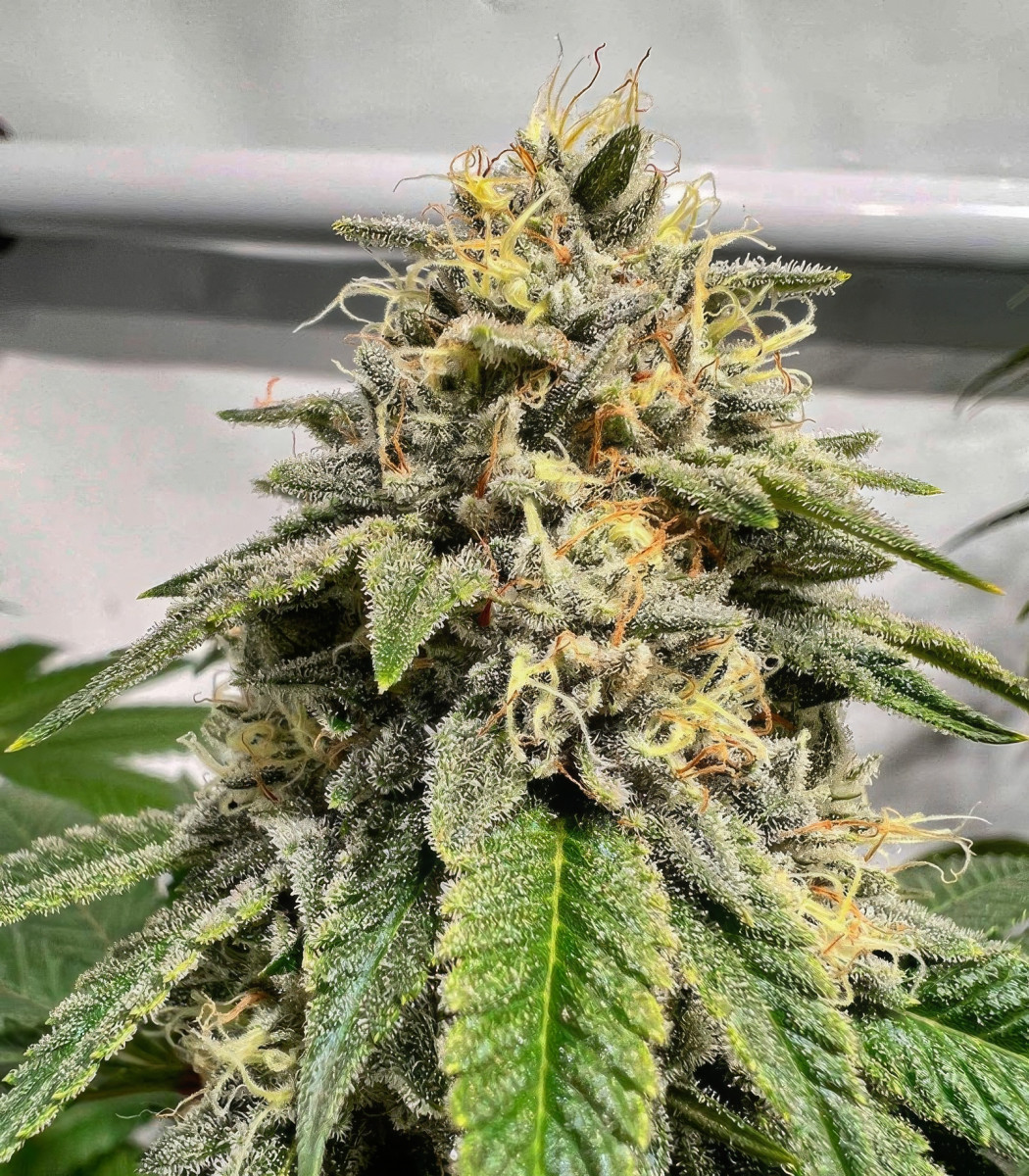 Сорт Marshmallow OG fem (Compound Genetics) Сорт Marshmallow OG fem (Compound Genetics) — изображение 5