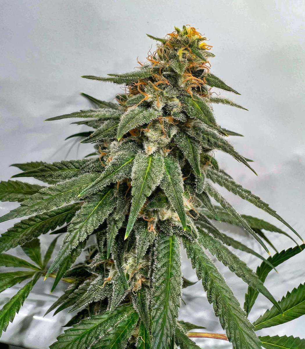 Сорт Marshmallow OG fem (Compound Genetics) Сорт Marshmallow OG fem (Compound Genetics) — изображение 6