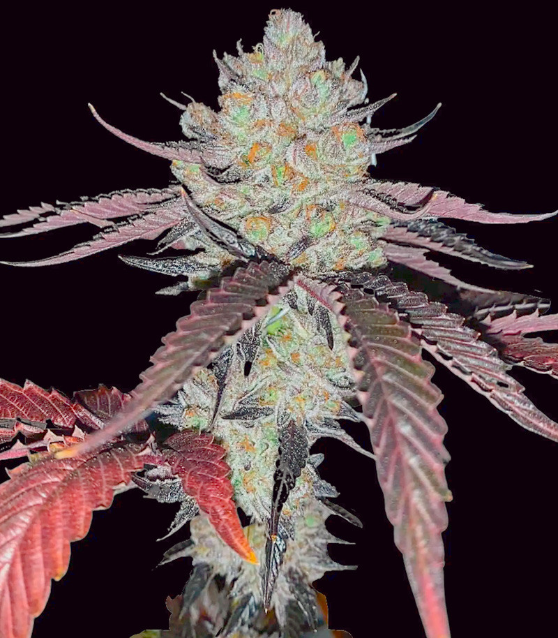 Сорт Marshmallow OG fem (Compound Genetics) Сорт Marshmallow OG fem (Compound Genetics) — изображение 2