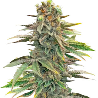 Сорт Pink Sunset Auto by Sherbinskis fem (Silent Seeds) Сорт Pink Sunset Auto by Sherbinskis fem (Silent Seeds)