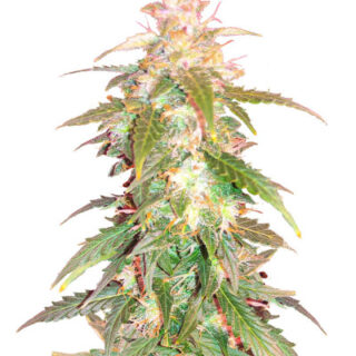 Сорт Quarter Pounder Autoflower fem (Easy Grow Seeds) Сорт Quarter Pounder Autoflower fem (Easy Grow Seeds)