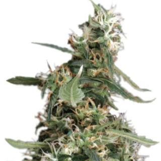 Сорт Arjan's Ultra Haze #1 fem (GHS) Сорт Arjan's Ultra Haze #1 fem (GHS)