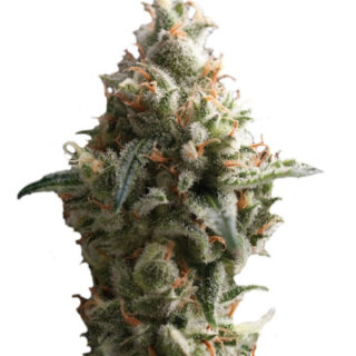 Сорт Auto Shark fem (Pyramid Seeds) Сорт Auto Shark fem (Pyramid Seeds)