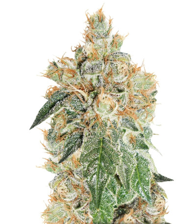 Сорт Auto Colorado Cookies fem (Dutch Passion) Сорт Auto Colorado Cookies fem (Dutch Passion)