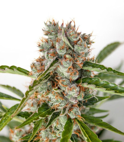 Сорт Auto Orange Bud fem (Dutch Passion) Сорт Auto Orange Bud fem (Dutch Passion) — изображение 4