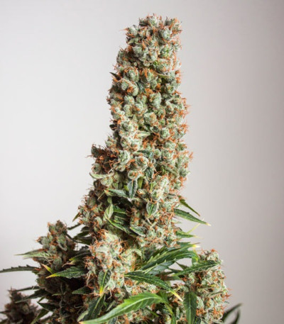 Сорт Auto Orange Bud fem (Dutch Passion) Сорт Auto Orange Bud fem (Dutch Passion) — изображение 5