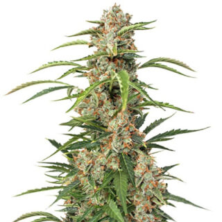 Сорт Auto Orange Bud fem (Dutch Passion) Сорт Auto Orange Bud fem (Dutch Passion)