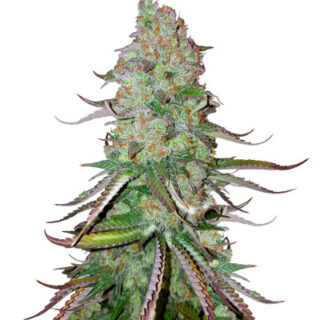 Сорт Big Bud Auto fem (Herbies Seeds) Сорт Big Bud Auto fem (Herbies Seeds)