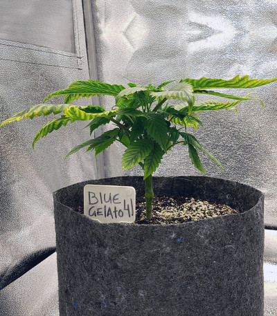 Сорт Blue Gelato 41 fem (Barney's Farm) Сорт Blue Gelato 41 fem (Barney's Farm) — изображение 7