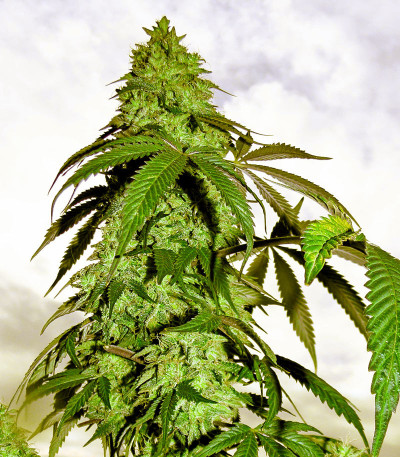 Сорт Blue Gelato 41 fem (Barney's Farm) Сорт Blue Gelato 41 fem (Barney's Farm) — изображение 4