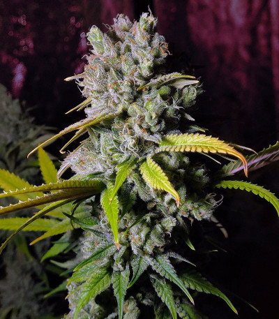 Сорт Blue Gelato 41 fem (Barney's Farm) Сорт Blue Gelato 41 fem (Barney's Farm) — изображение 5