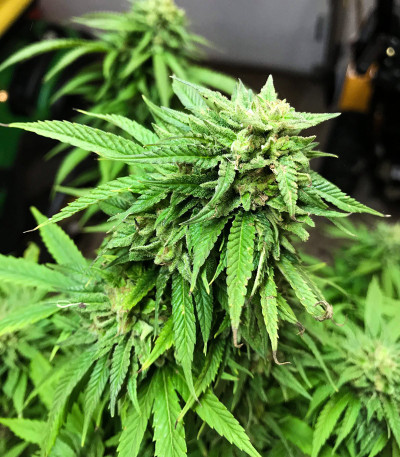 Сорт Blue Gelato 41 fem (Barney's Farm) Сорт Blue Gelato 41 fem (Barney's Farm) — изображение 3