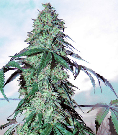 Сорт Blue Gelato 41 fem (Barney's Farm) Сорт Blue Gelato 41 fem (Barney's Farm) — изображение 6