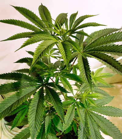 Сорт Blue Gelato 41 fem (Barney's Farm) Сорт Blue Gelato 41 fem (Barney's Farm) — изображение 8