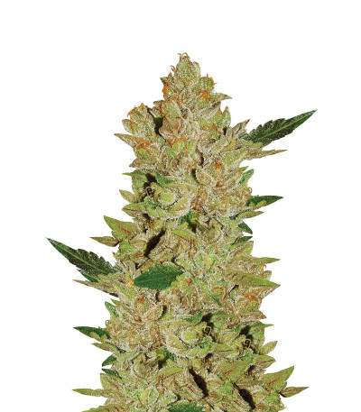 Сорт Blue Gelato 41 fem (Barney's Farm) Сорт Blue Gelato 41 fem (Barney's Farm)