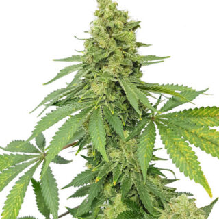 Сорт Blueberry Hill fem (Herbies Seeds) Сорт Blueberry Hill fem (Herbies Seeds)
