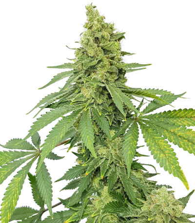 Сорт Fem Mix Pack #1 fem (Herbies Seeds) Сорт Fem Mix Pack #1 fem (Herbies Seeds) — изображение 5