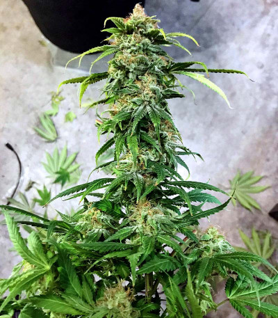 Сорт Blueberry Hill fem (Herbies Seeds) Сорт Blueberry Hill fem (Herbies Seeds) — изображение 3