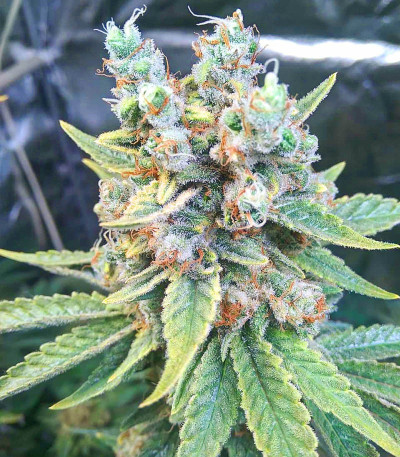 Сорт Bruce Banner fem (Cali Buds Seeds) Сорт Bruce Banner fem (Cali Buds Seeds) — изображение 4