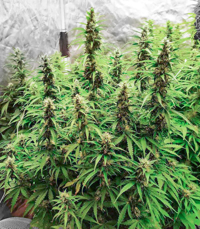 Сорт Bruce Banner fem (Cali Buds Seeds) Сорт Bruce Banner fem (Cali Buds Seeds) — изображение 5