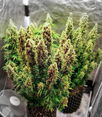 Сорт Bruce Banner fem (Cali Buds Seeds) Сорт Bruce Banner fem (Cali Buds Seeds) — изображение 6