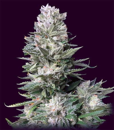 Сорт Bruce Banner fem (Cali Buds Seeds) Сорт Bruce Banner fem (Cali Buds Seeds) — изображение 3