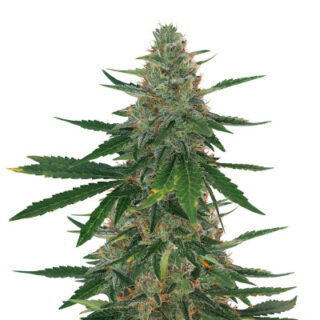 Сорт Bubba Slush fem (GHS) Сорт Bubba Slush fem (GHS)
