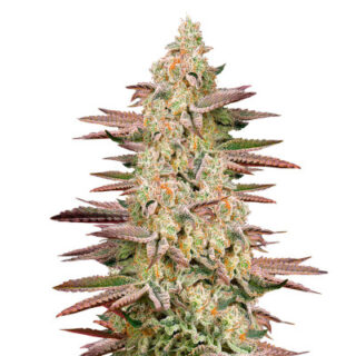 Сорт Chemical Bride fem (GHS) Сорт Chemical Bride fem (GHS)