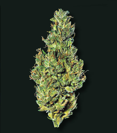 Сорт Choco Thai Auto fem (Herbies Seeds) Сорт Choco Thai Auto fem (Herbies Seeds) — изображение 4