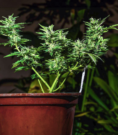 Сорт Choco Thai Auto fem (Herbies Seeds) Сорт Choco Thai Auto fem (Herbies Seeds) — изображение 5