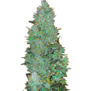 Сорт Choco Thai Auto fem (Herbies Seeds) Сорт Choco Thai Auto fem (Herbies Seeds)