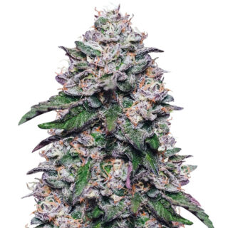 Cорт Cookies USA fem (Pyramid Seeds) Cорт Cookies USA fem (Pyramid Seeds)
