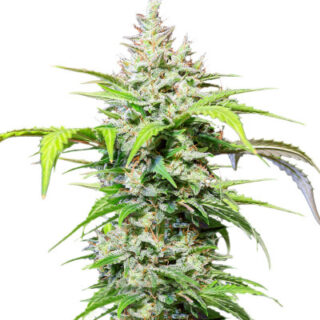 Сорт DC Cure 1:1 Auto CBD fem (Doctor's Choice)