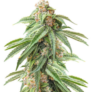 Сорт Delicious Cookies fem (Delicious Seeds)