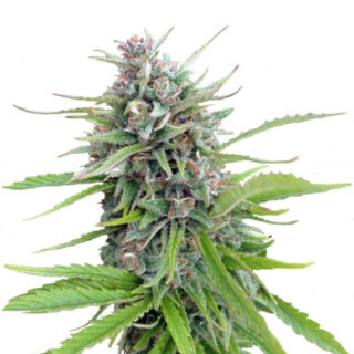 Сорт Exodus Cheese fem (GHS) Сорт Exodus Cheese fem (GHS)